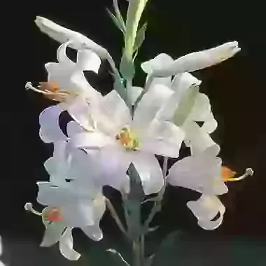 The Madonna Lily